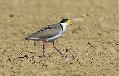 Masked Lapwing